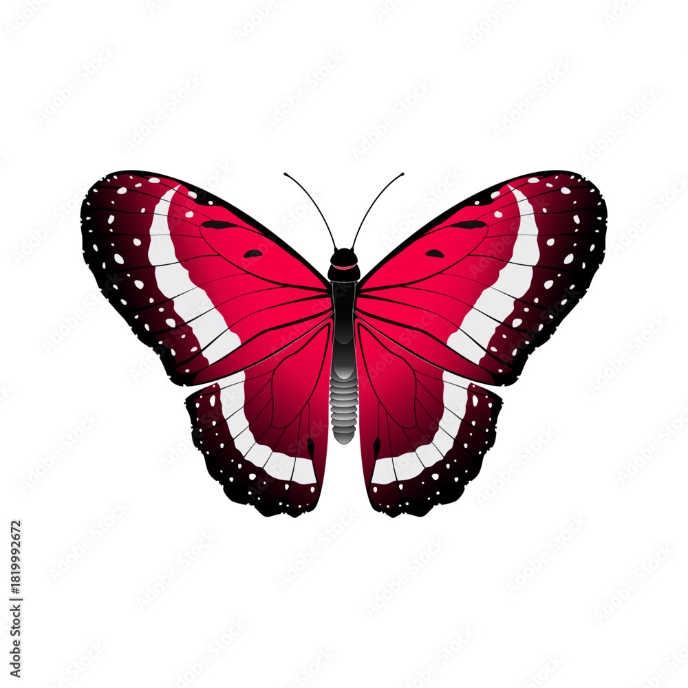 Obraz premium butterfly vector illustration