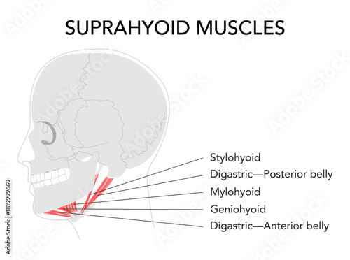 Suprahyoid muscles anatomy diagram, labeled stylohyoid, digastric anterior belly, digastric posterior belly, mylohyoid, geniohyoid, mandible hyoid bone, swallowing, medical reference, head side view