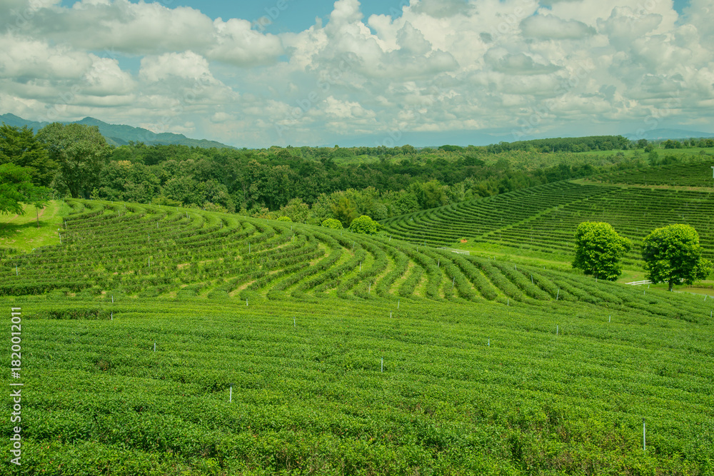 Fototapeta premium Beautiful landscape view of choui fong tea plantation with sunset at Maejan , tourist attraction at Chiangrai province in thailand