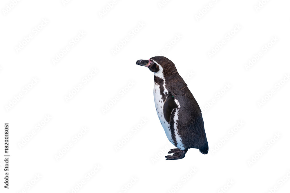 Obraz premium かわいらしいフンボルトペンギン