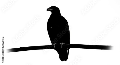 Silhouette of a majestic eagle perched on a branch in a stark black and white composition image