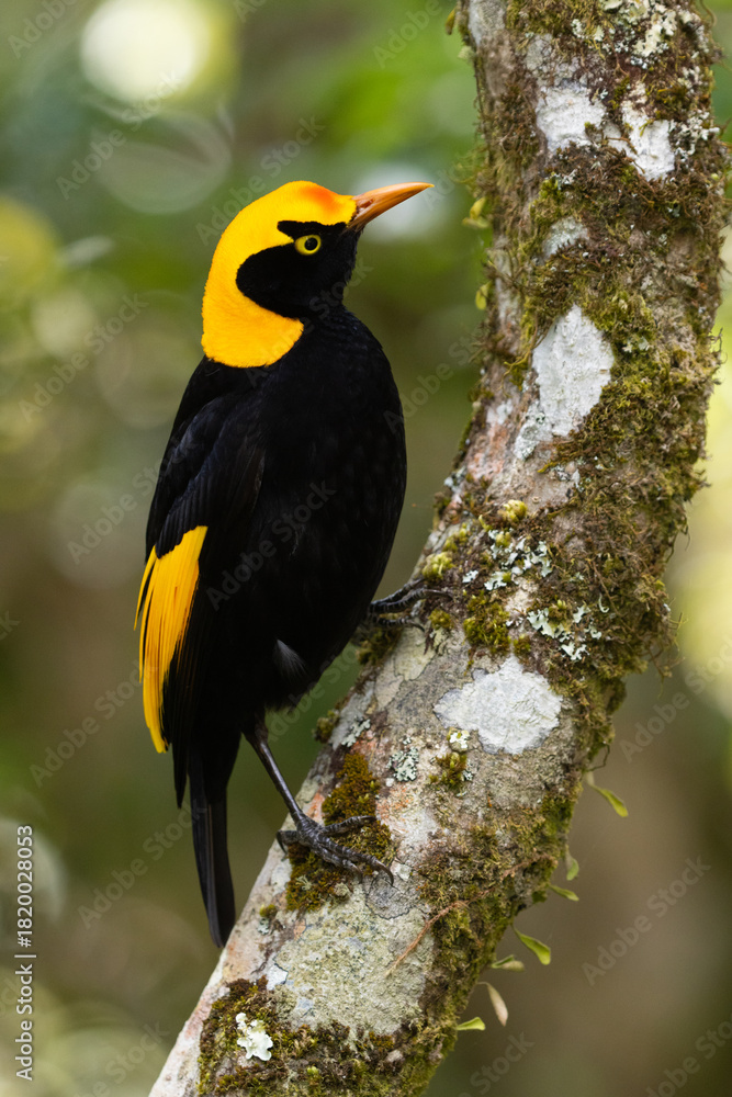Fototapeta premium Regent Bowerbird