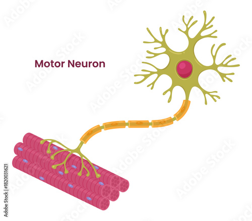 Vector illustration of a neuron showcasing detailed anatomy of motor and muscle cells.