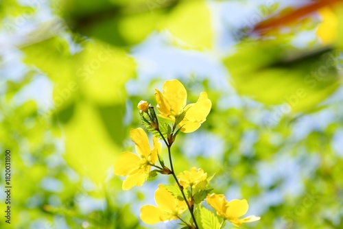 日本の春に咲く山吹の花