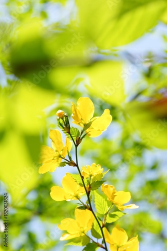 日本の春に咲く山吹の花