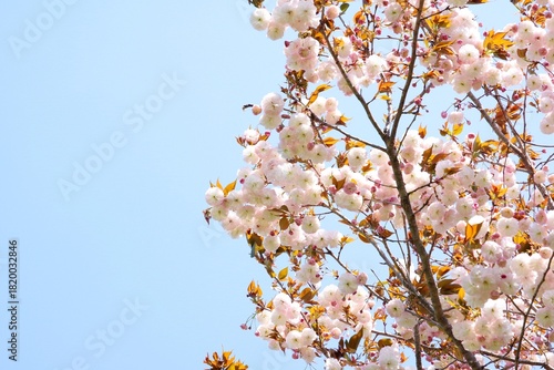 日本の桜　八重桜
