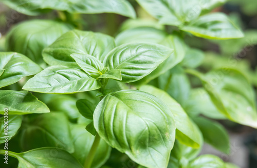 Closeup of fresh green basil leaves Ocimum basilicum