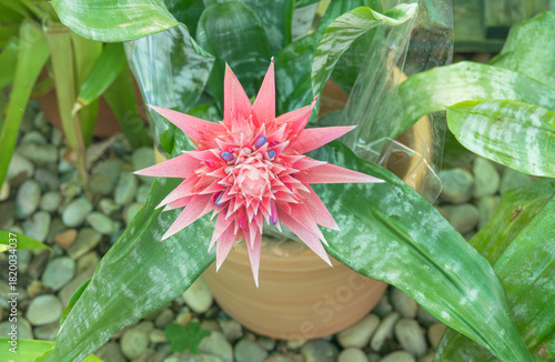 Pink Aechmea bromeliad flower and bracrt against pebbled ground