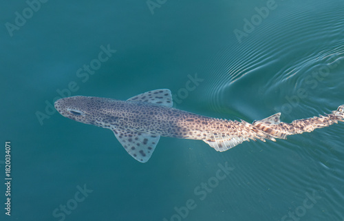 Spotted dogfish Scyliorhinus canicula swimming in blue sea