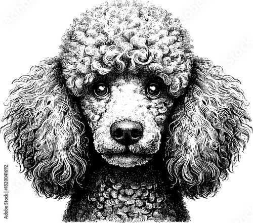 The poodle dog engraving closeup headshot features engraving of poodle dog. Poodle dog headshot is a pet closeup in ink. A poodle dog engraving closeup headshot for print.