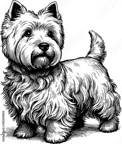 Full lenth Scottish westhighland terrier dog standing on white showing a detailed graphic image of a Scottish westie.