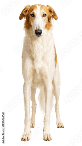보르조이 (Borzoi)