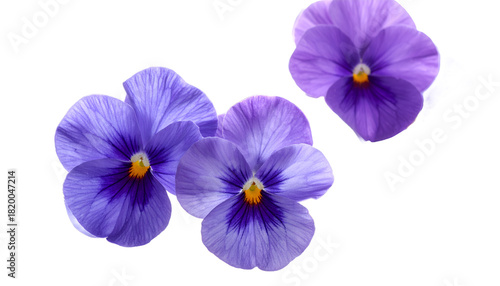 Three beautiful purple pansy flowers with detailed petals and a yellow center isolated against a pure white background, a concept of spring and botany