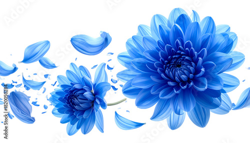 Vibrant blue chrysanthemum flowers bloom and petals scatter in a dynamic, artistic composition against a clean white background