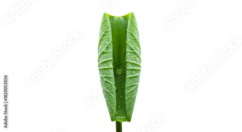 Green calla lily bud close up isolated on transparent background