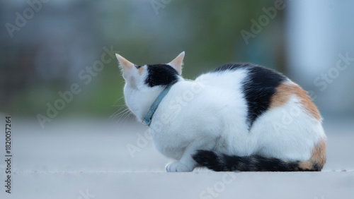 Valokuva cute cat sitting on the floor in the garden with green background