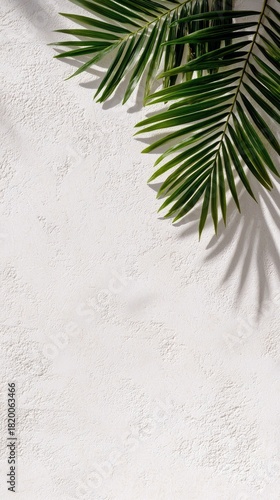 Green palm fronds with sharp shadows cast on a rough, textured white wall. The lighting is bright and sunny, creating a strong contrast.