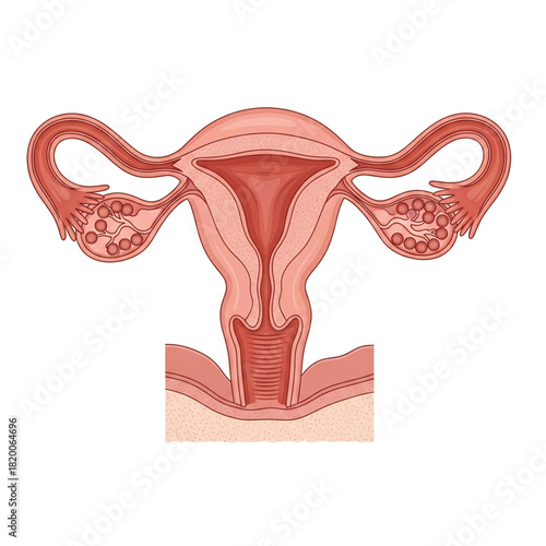 illustration of the female reproductive system. isolated on a white background.