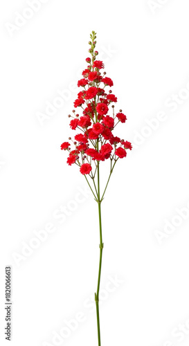 Elegant red lobelia cardinalis flower isolated on transparent background