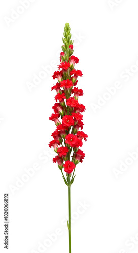 Red snapdragon flower blossom isolated on transparent background