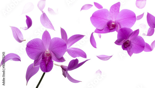 Wallpaper Mural Delicate purple orchid flowers gently falling petals in a serene and elegant composition Torontodigital.ca