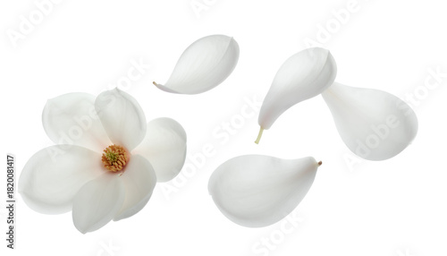 Elegant white magnolia flower with its delicate petals scattered gracefully, captured in a detailed close-up shot, creating a serene and pure botanical composition isolated on a crisp white background