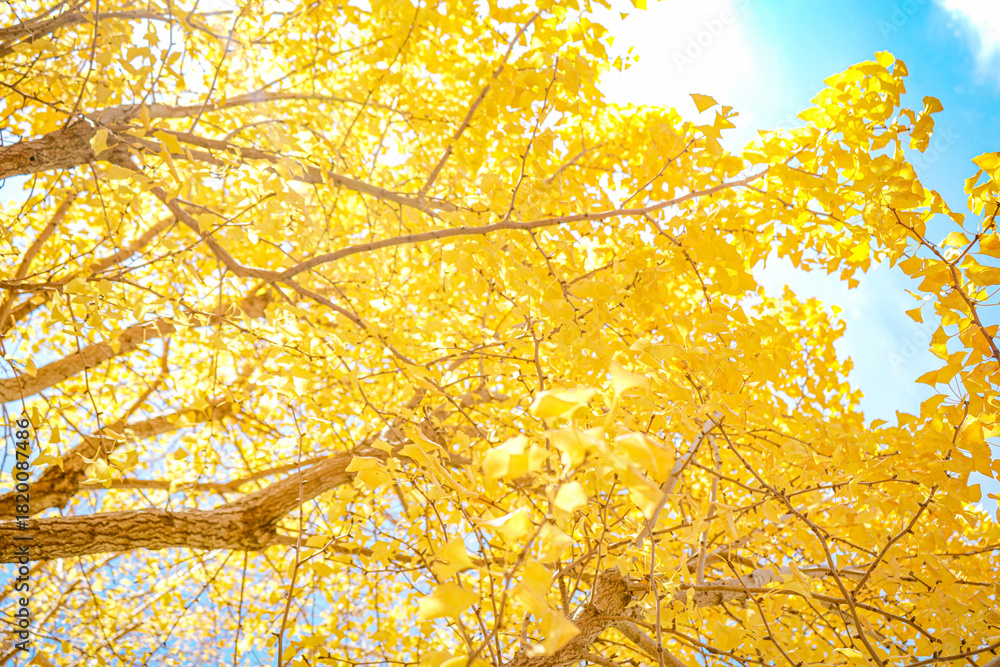 Fototapeta premium 秋の銀杏の木