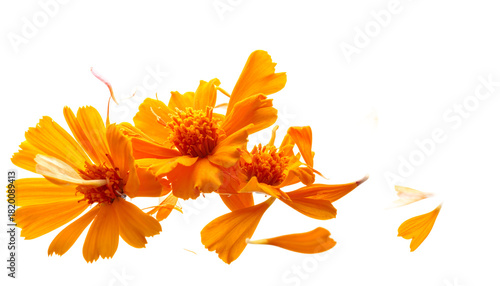 Vibrant orange marigold flowers and scattered petals isolated on a clean white background, showcasing natural beauty and delicate detail