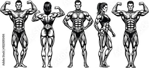Detailed Muscular System Anatomy Vector Illustration Set, Male and Female Bodybuilders Front and Back View, Fitness Training Diagram.