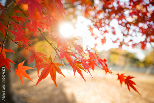 秋の紅葉