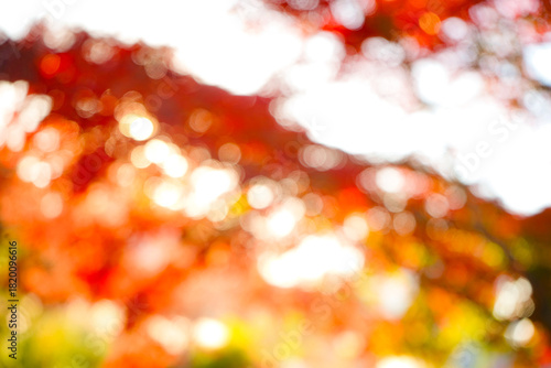 秋のボケ背景