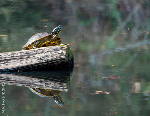 Turtle on a log