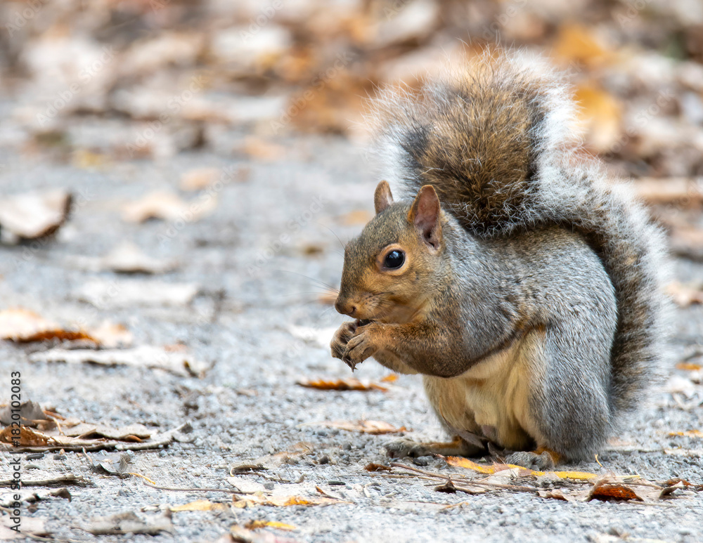 Fototapeta premium squirrel eating nut