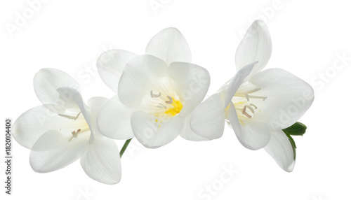 Delicate white freesia flowers captured in a close-up studio shot, showcasing their intricate details and elegant form