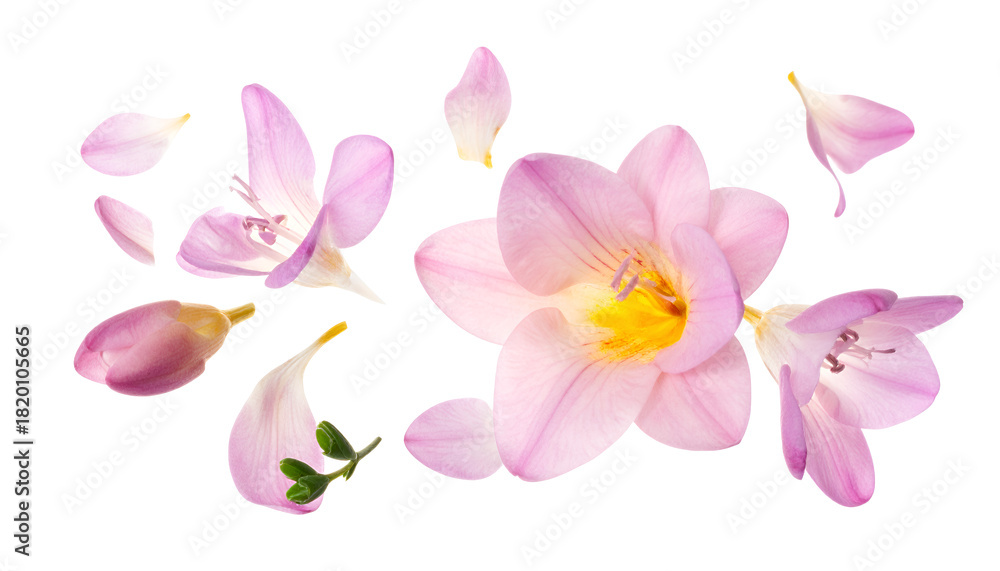 Fototapeta premium Delicate pink freesia flowers and scattered petals gracefully floating against a clean white background