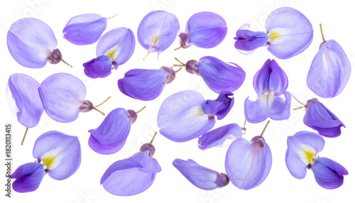 Scattered Beauty Delicate Purple Wisteria Petals on White Background