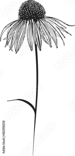 Echinacea cone flower, hand drawn sketch with drooping petals and spiky cone centre. Vector illustration