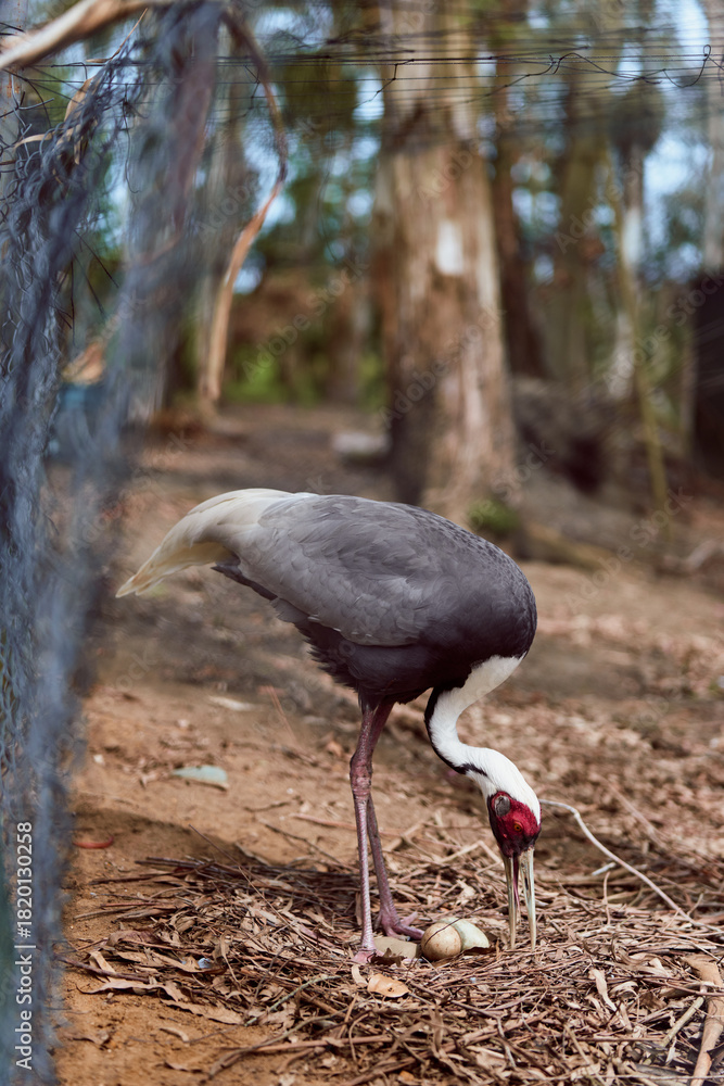 Naklejka premium Crane bird tending eggs in nest, revealing a newly hatched chick on forest floor. Wildlife parenting scene with long legs, gray plumage, red facial skin and natural habitat.