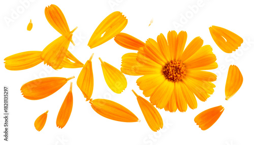 Vibrant Calendula Flower and Petals Scattered on White Background