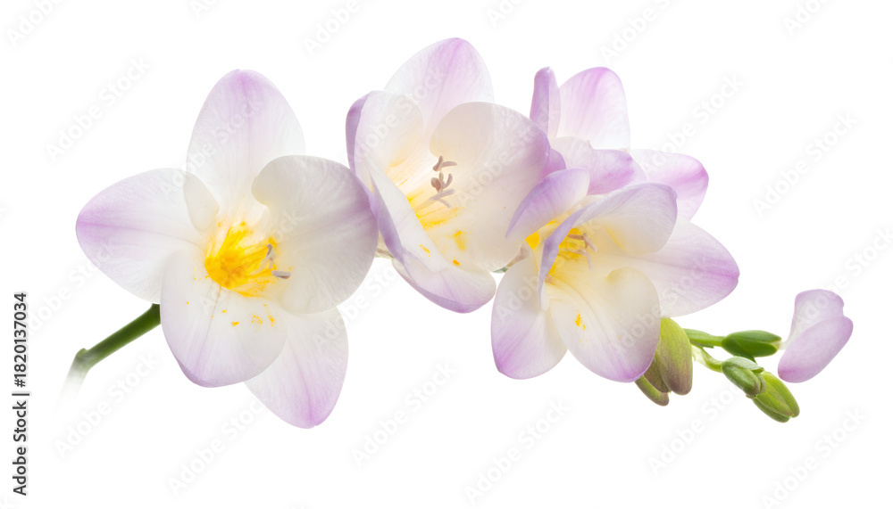 Obraz premium Delicate Freesia Blossom Cluster A Botanical Harmony of White and Lavender