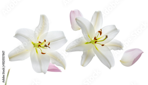 Delicate White Lilies A Floral Composition of Elegance and Purity