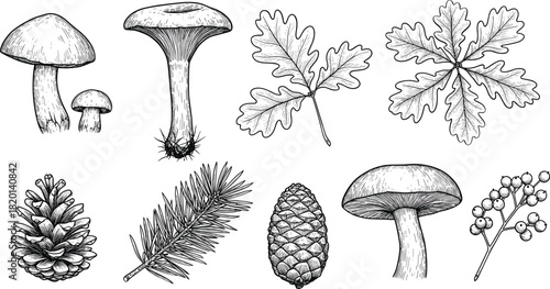 Collection of black and white line drawings of forest elements mushrooms oak leaves pine cone pine branch and
