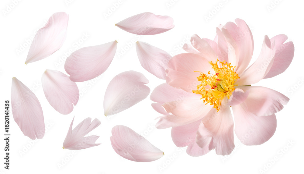 Fototapeta premium Delicate Pink Peony Flower and Petals Isolated on White Background Floral Beauty Concept