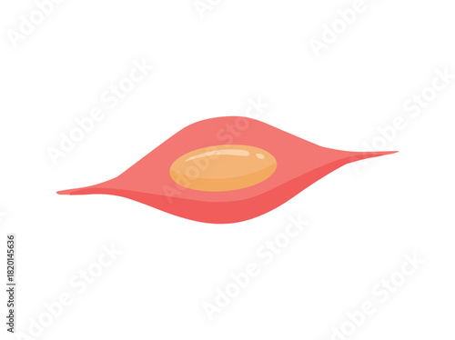 Smooth Muscle Stem Cells Illustration