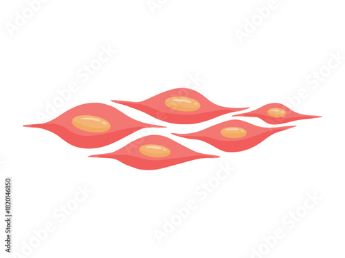 Smooth Muscle Stem Cells Illustration