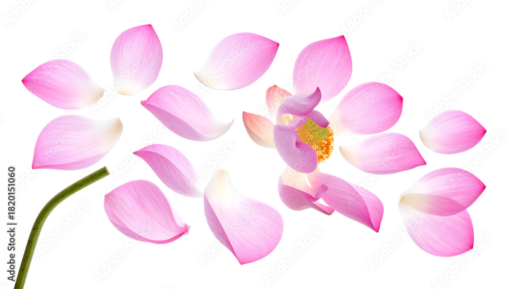 Naklejka premium Pink lotus flower with scattered petals, showcasing beauty and serenity on a white background