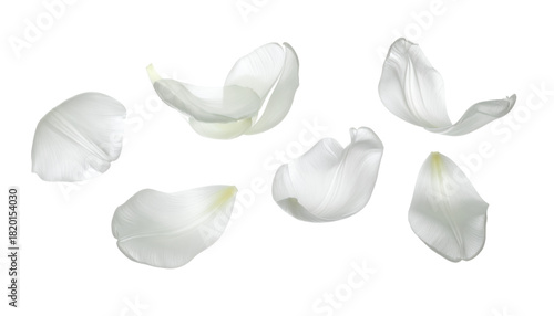Elegant White Petal Arrangement on White Background for Design and Decorative Elements