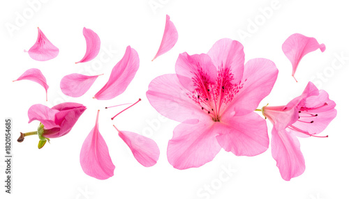 Vibrant pink azalea flower petals scattered in a delicate composition