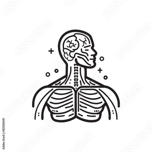 Illustration of human upper body anatomy highlighting brain, spine, and ribcage.