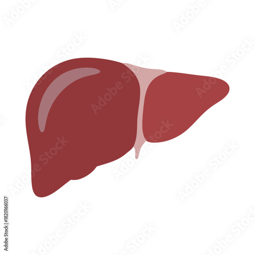 Human liver organ simple graphic illustration. medical biology